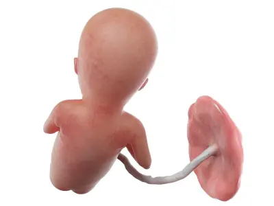 Fetus Week 15 Animated 3D model