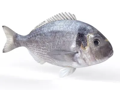 Dorado Fish 3D model purchase