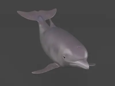 Dolphin 3D model 2