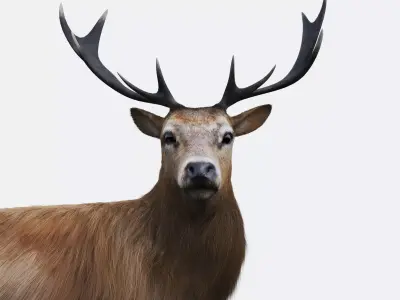 The Forest Deer Low-poly 3D model