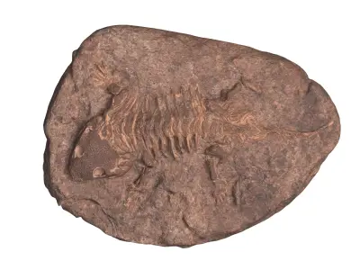 Fossil Low-poly 3D model