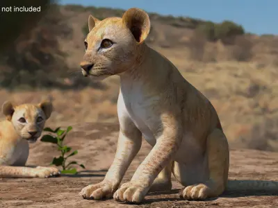 Lion Cub Sitting 3D model
