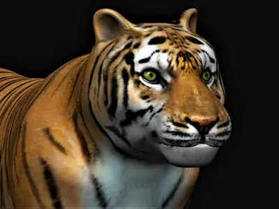 Tiger animation 3D model