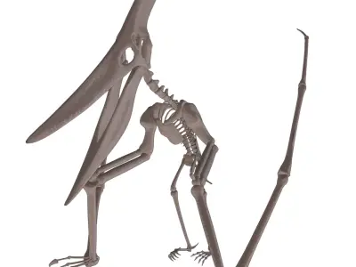 Pteranodon skeleton 3D model