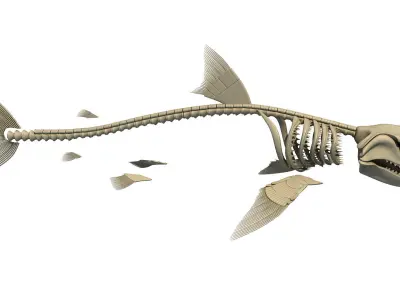 Aquatic Skeletons 3D Models 3D model