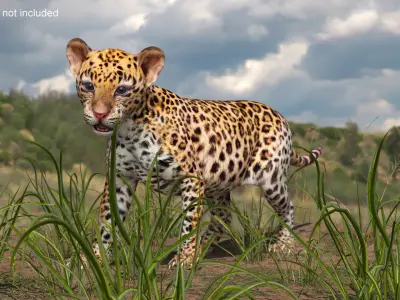 Baby Leopard Cub 3D model