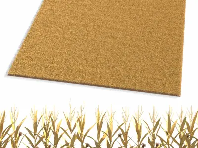  Flat Corn Plantation Field Dry 