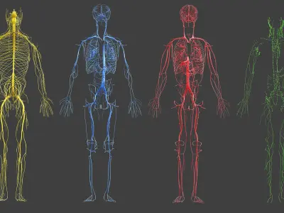 Full Asian Female Anatomy Rigged 3D model