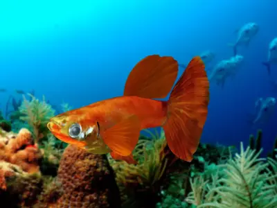 Guppy Fish 3D model