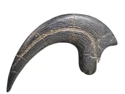 fossil dinosaur claw 3D print model