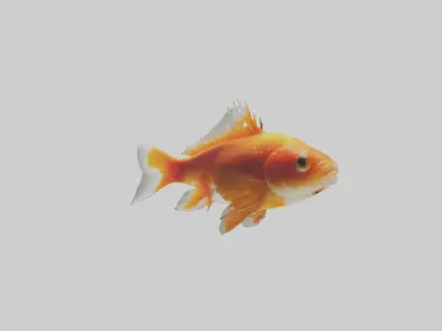 Goldfish swimming in tank model Low-poly 3D model