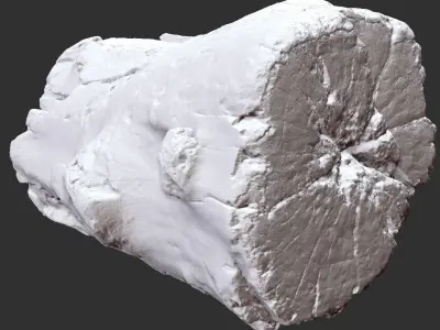3d scan of tree trunk in highpoly 3D model