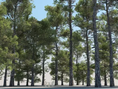  20 Pinus Nigra Trees with snow 