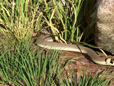 Water Snake Crawling 3D model
