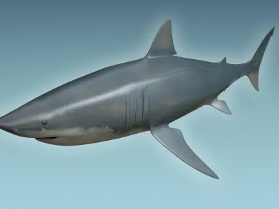 Great White Shark 3D model 7