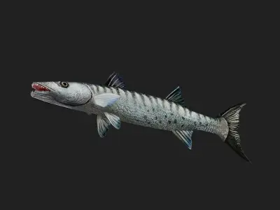 Barracuda Low-poly 3D model