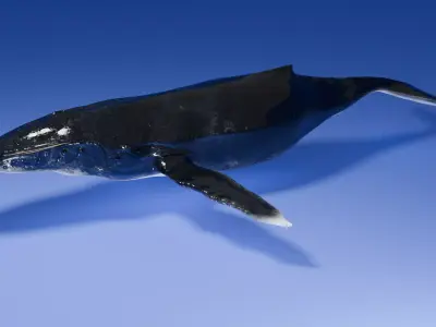 Humpback Whale 3D model purchase