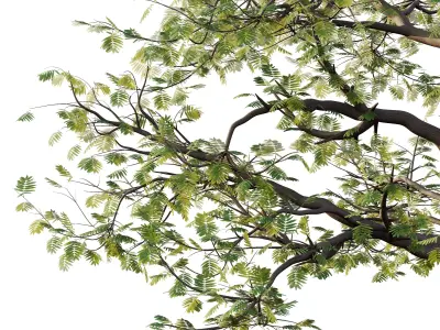 Mountain Ash Tree 19 3D model