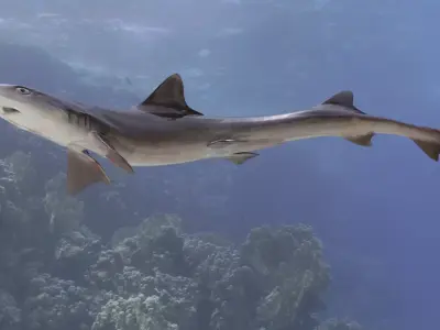 Dog Shark 3D model
