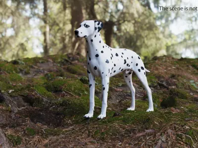 Spotted Dalmatian Dog 3D model