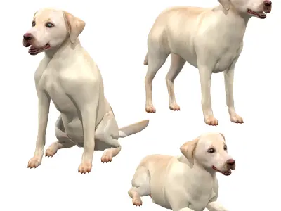 Labrador Retriever Dog 3D model purchase