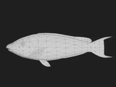 Wrasse Low-poly 3D model 5
