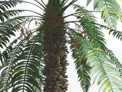 EVERYPlant Date Palm 4 --16 Models-- 3D model