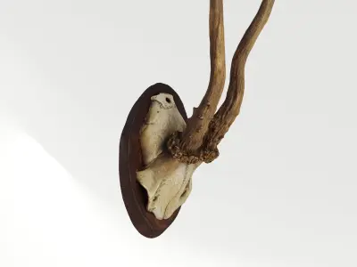 Deer Antler Trophy 3D model