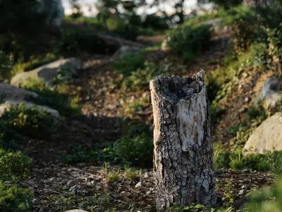  Medium Broken Flaking Conifer Stump Model 