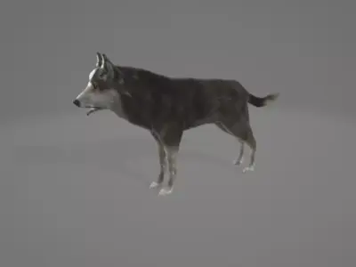 Animated Wolf 3D model