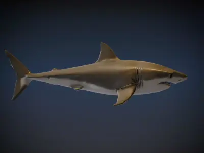 Shark 3D model order