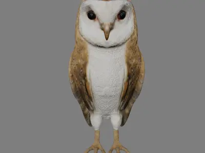 Barn owl Low-poly 3D model purchase