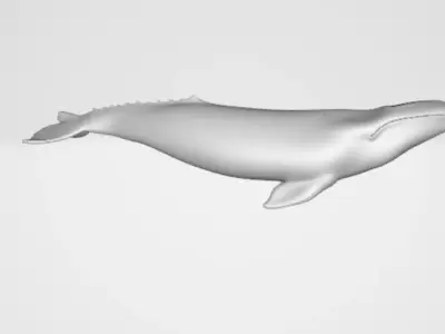Whale 2 3D model