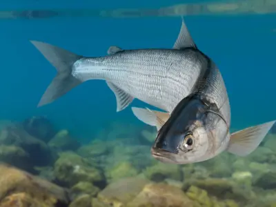 Whitefish (Animated) 2 3D model