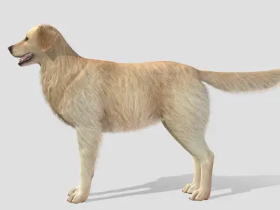 Dog - Golden Retriever 3D model
