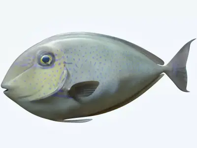 Pale Fish 2 3D model