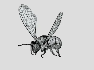 Free High quality rigged bee Free low-poly 3D model