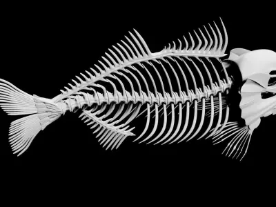 Fish skeleton Low-poly 3D model