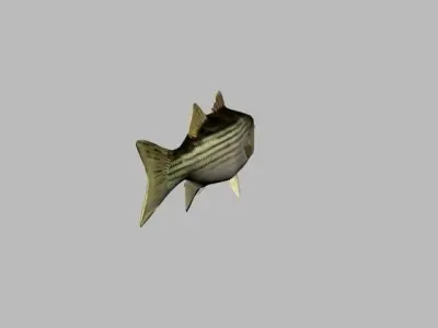 striped bass 3D model