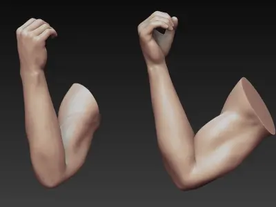 12 Male Arms 3D model purchase
