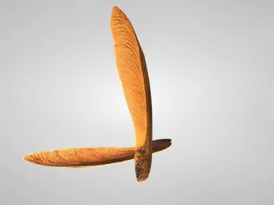 3D Maple Seed Low-poly 3D model