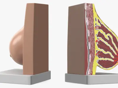  Breast Anatomy Training Model Pre-Pregnancy on Stand 