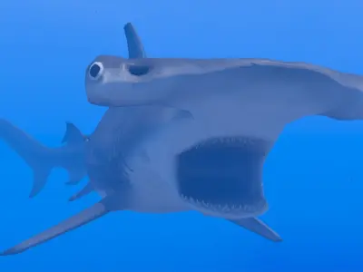 Hammerhead Shark Low-poly 3D model 6