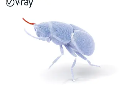 Realistic Beetle Model Pack for Rendering and Games Low-poly 3D model
