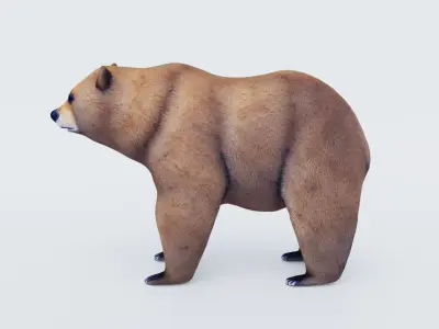 Bear Animal Free 3D model