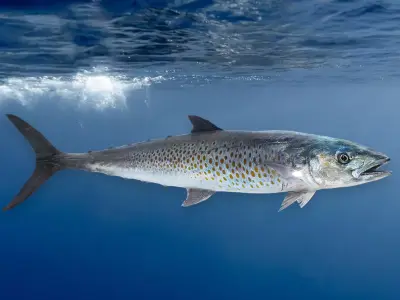 Spanish Mackerels Fish Animated 3D model