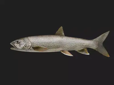 Trout Low-poly 3D model 2