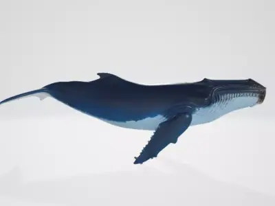Whale 1 3D model