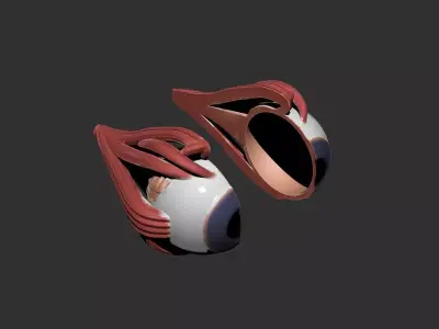 eye human anatomy organ 3D print model
