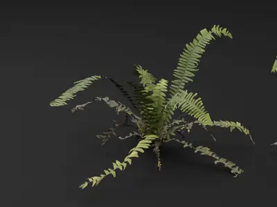 Bracken Fern Plant 3D model